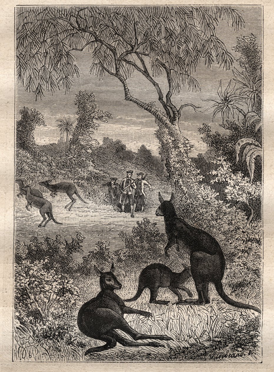 Eerste reis (1768-1771) door kapitein James Cook (1728-1779): de zeelieden ontdekken de kangoeroes (Australië) - illustratie uit 