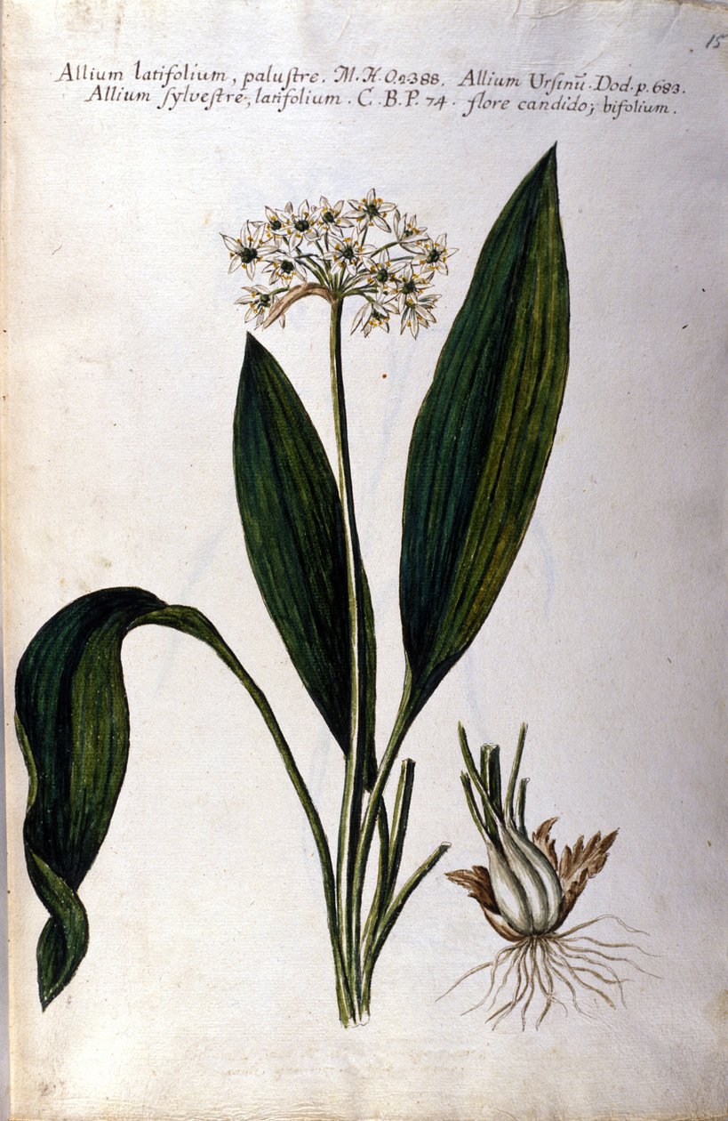 Knoflook. 19e-eeuws herbarium. door Unknown artist