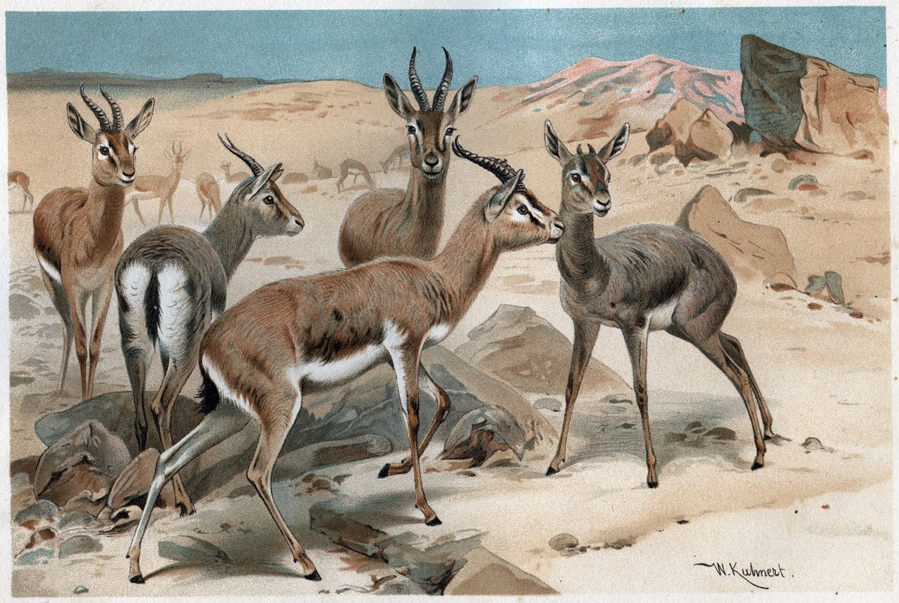 Gazelle - gravure uit 