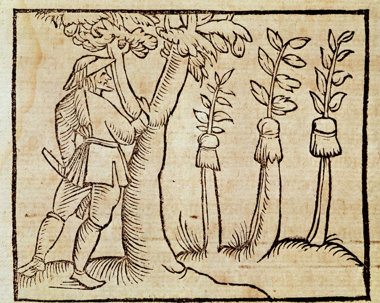 Bomen enten, illustratie uit De Agricoltura Vulgare, door Pier Crescenzio, editie gepubliceerd in Venetië door Unknown artist