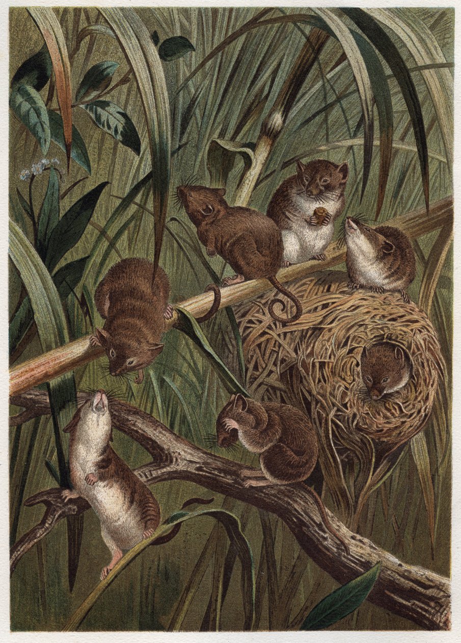 Oogstmuis (of dwergmuis) - Euraziatische oogstmuis (Micromys minutus) - gravure uit 