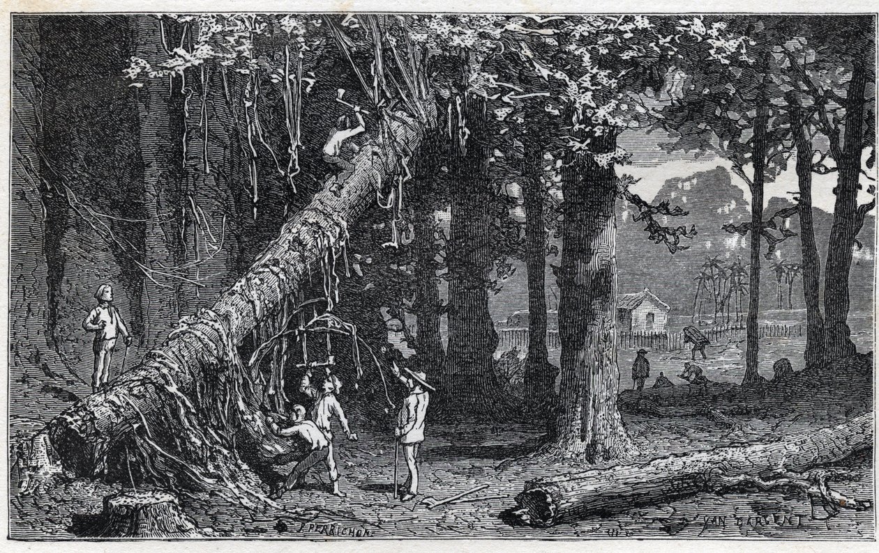 Oogsten van kinabast - Kinaboom (Cinchona officinalis) door Unknown artist
