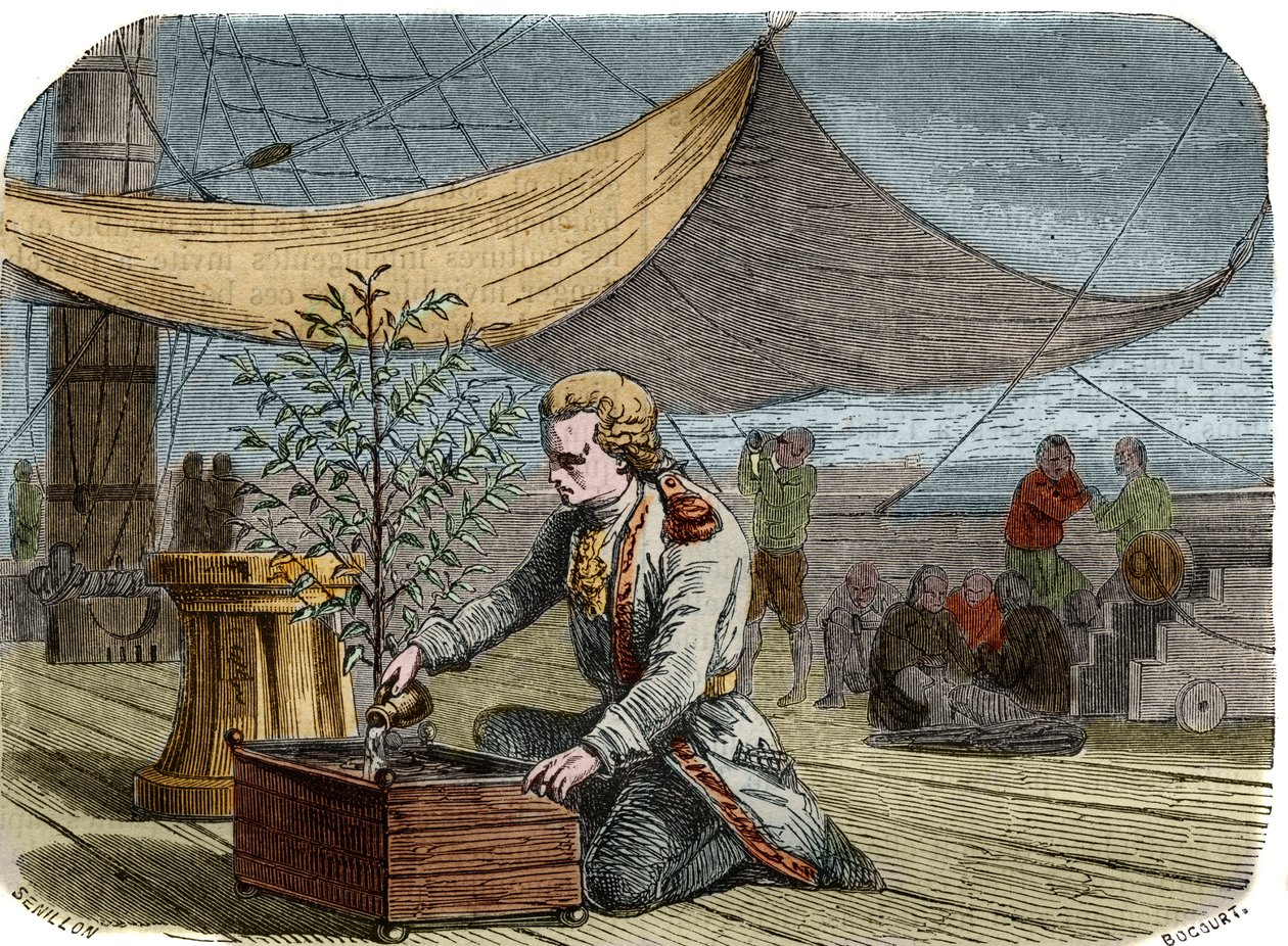 Geschiedenis van het café: Kapitein Gabriel de Clieu (Declieux, Desclieux) (1687/1678- circa 1774), in opdracht van koning Lodewijk XIV in 1725 om een koffieplant naar Martinique te brengen, deelt zijn waterrantsoen met hem om hem te redden van uitdroging. door Unknown artist