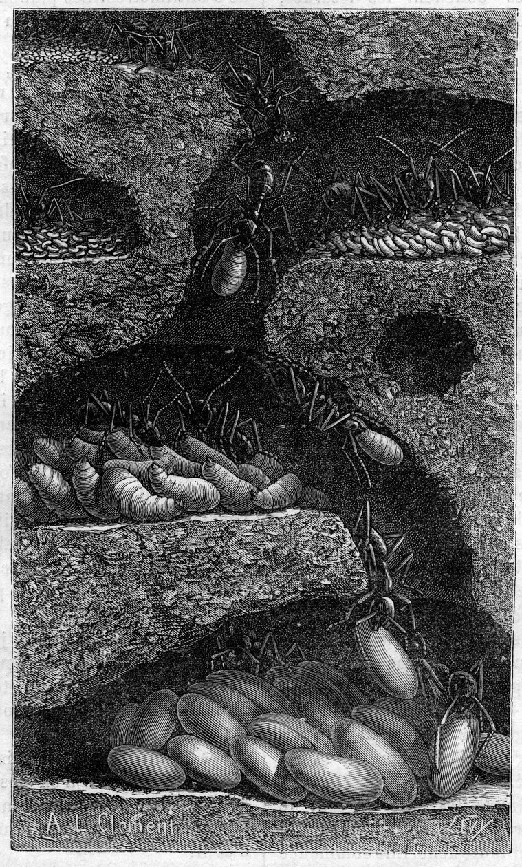 Huisvesting van eieren en larven in een mier. Gravure in 
