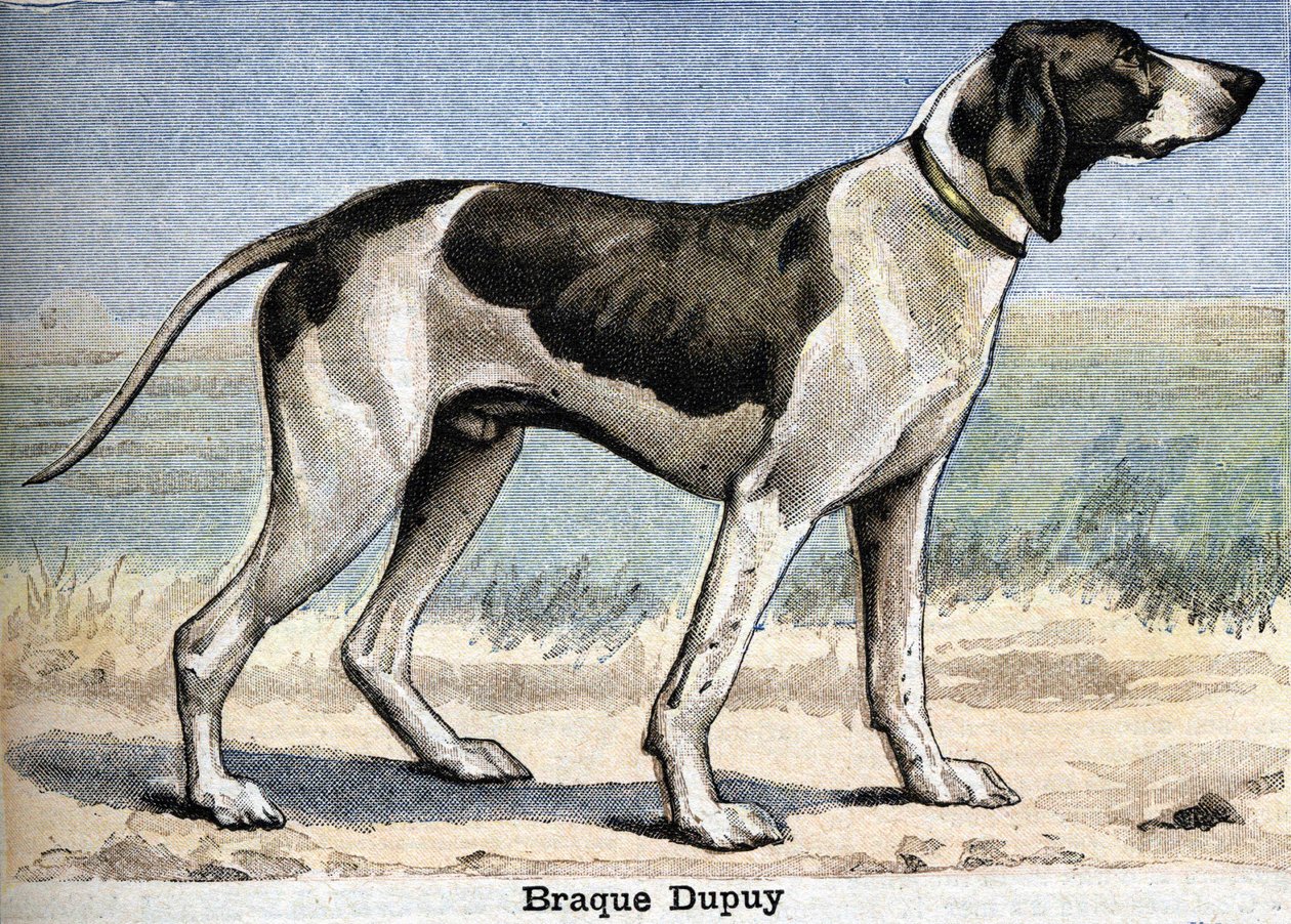 Jachthond: Braque Dupuy door Unknown artist