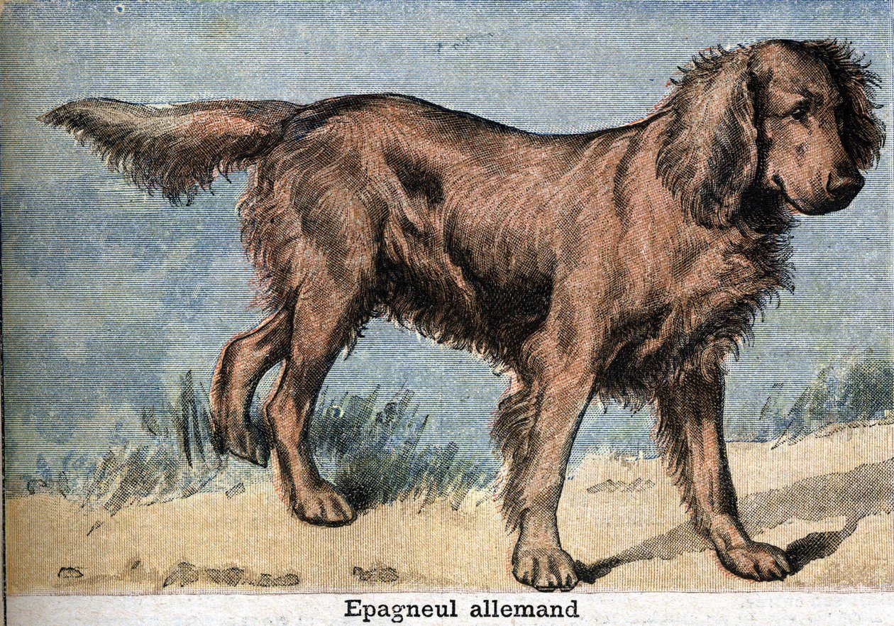 Jachthond: Duitse spaniël door Unknown artist