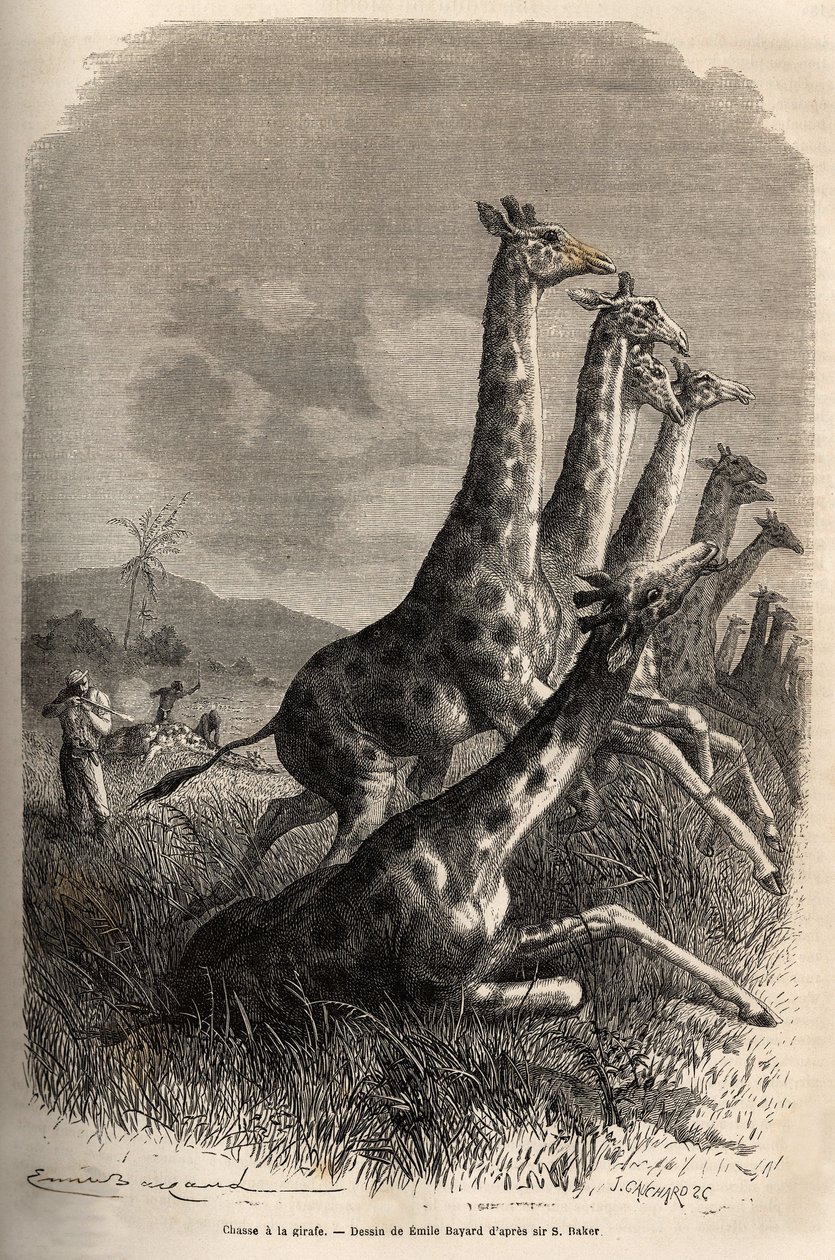 Jacht op de giraffe, de verteller schiet zijn prooi en zijn gidsen maken een eerste geschoten giraffe af. Gravure ter illustratie van de verkenning van de Abessijnse zijrivieren van de Nijl, door Sir Samuel W. Baker, in 1861-62, gepubliceerd in Le tour du  door Unknown artist