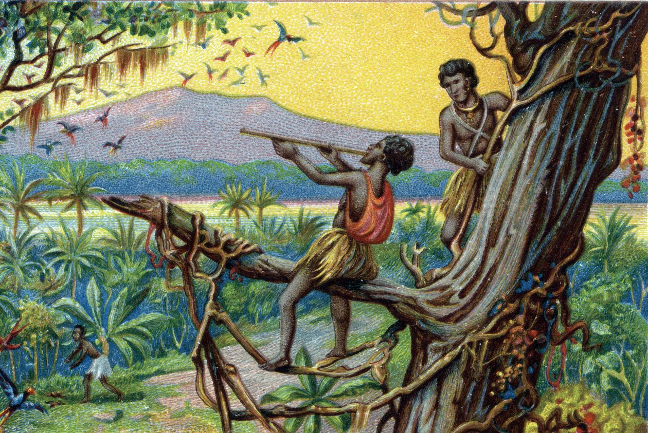 Jachttechniek. Jagen op kolibries in de Polynesische archipel: de inwoners gebruiken beten. door Unknown artist