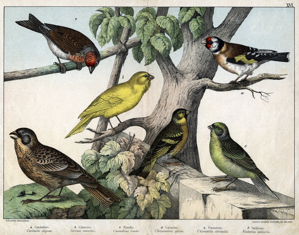 Illustratie voor "Natuurlijke geschiedenis van vogels", ed. Hoepli, Milaan door Unknown Artist