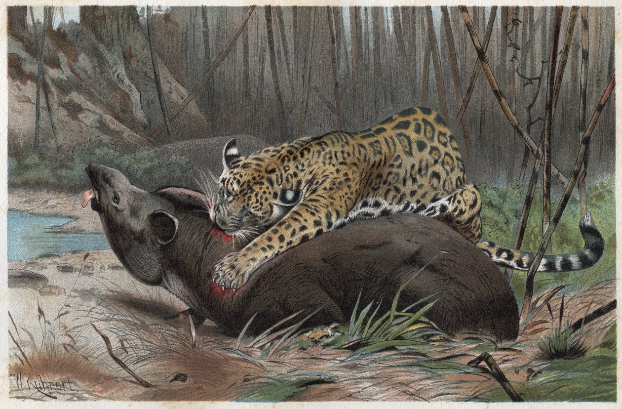 Jaguar (Panthera onca) - gravure uit 
