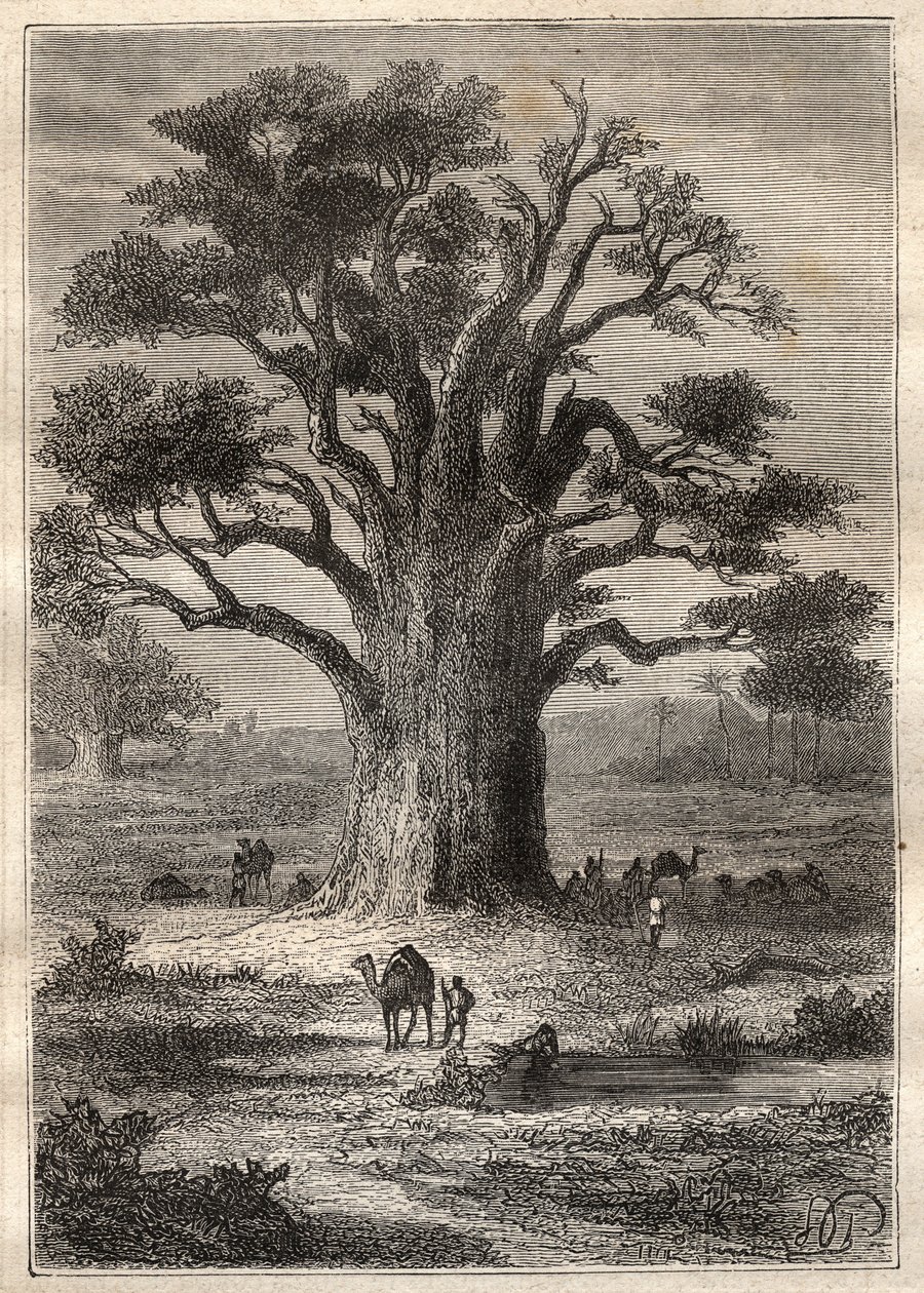 Reis (1798) door Frederic Conrad Hornemann (1772-1801) naar Fezzan (Libië): een baobab - illustratie uit 