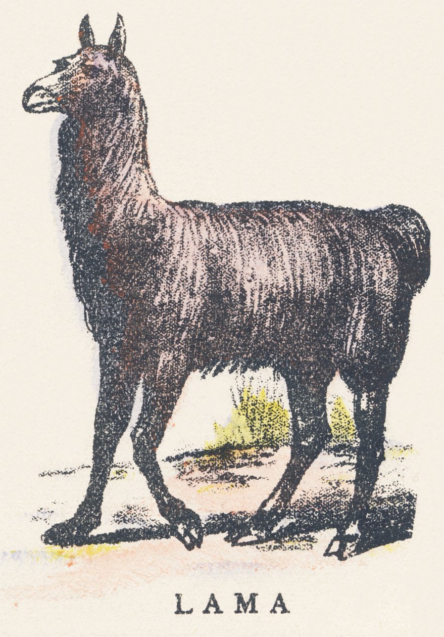 L: lama door Unknown artist