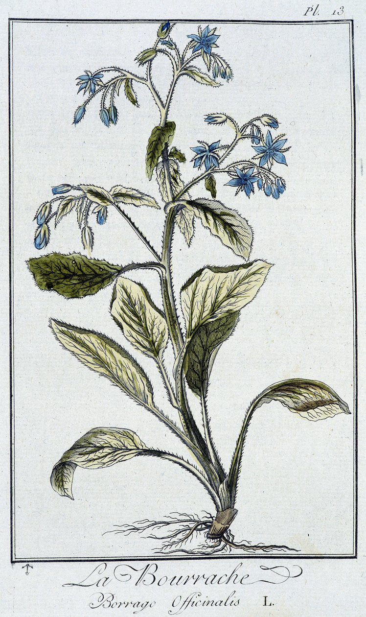 La Bourrache (Borrage Officinalis) - in 