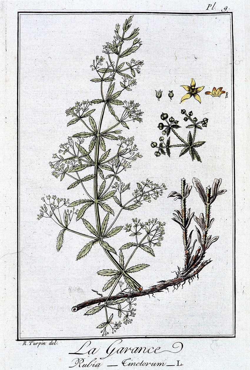 De meekrap (Rubia Tinctorum) - in "Exercises de botanique à l