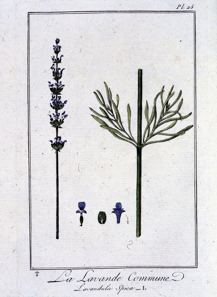 De gewone lavendel (Lavandula spica) - in 