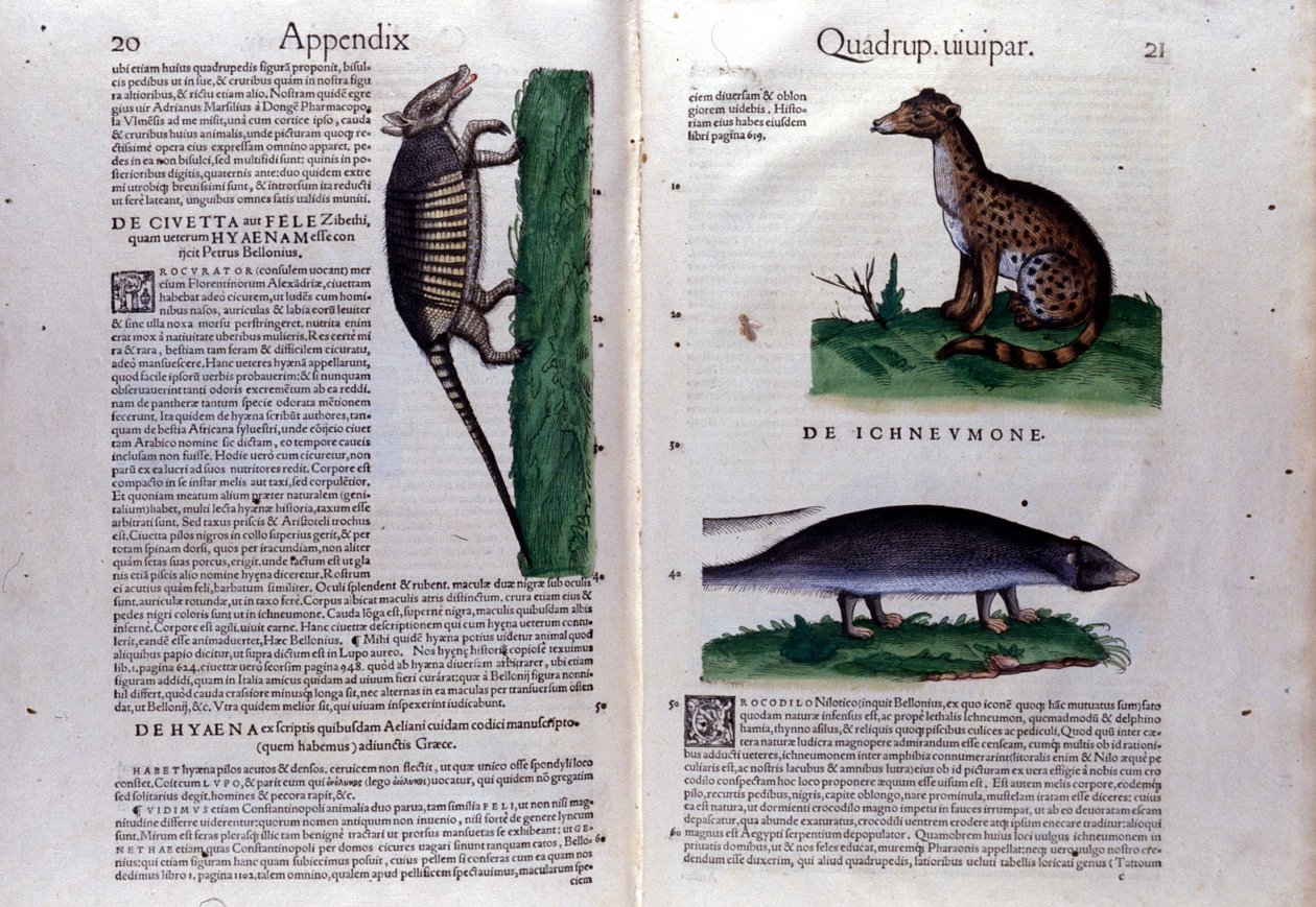 De civetkat, de hyena en de mangoest in Historia Animalium van Conrad Gesner (1516 - 1565), Tiguri door Unknown artist