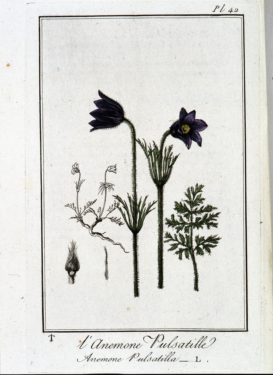 De anemoon pulsatilla - in 