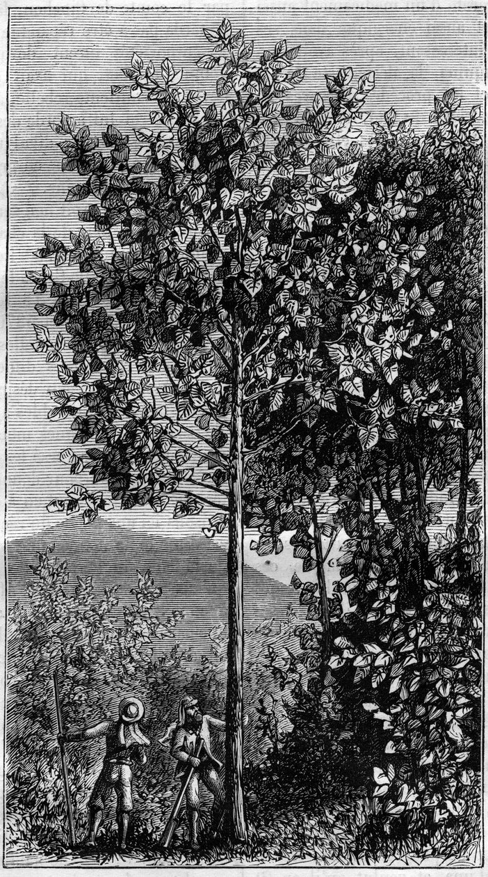 De kinaboom (Cinchona officinalis). Gravure in 