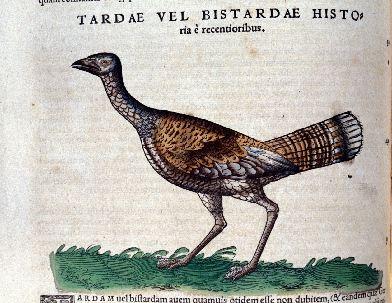De trapgans in Historia Animalium door Conrad Gesner (1516 - 1565), Tiguri door Unknown artist