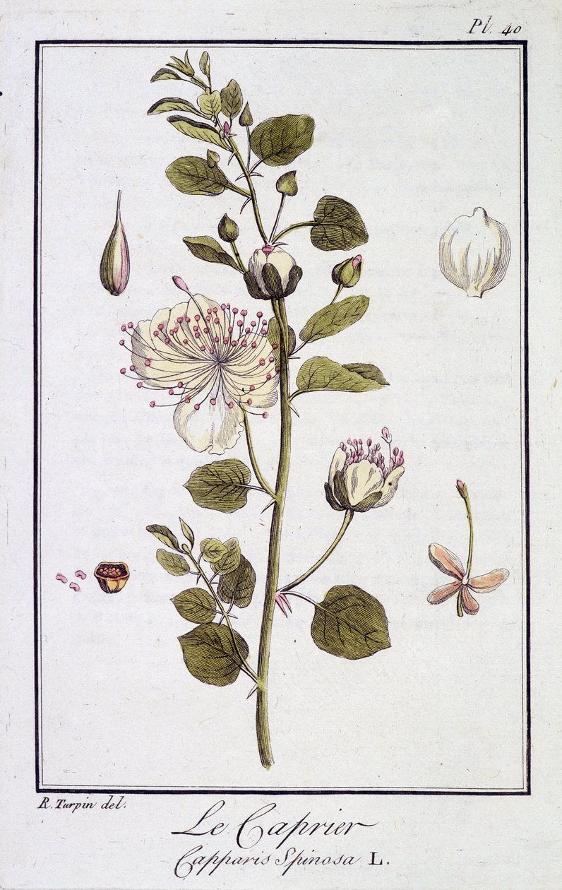 Le Caprier (Capparis Spinosa) - in 