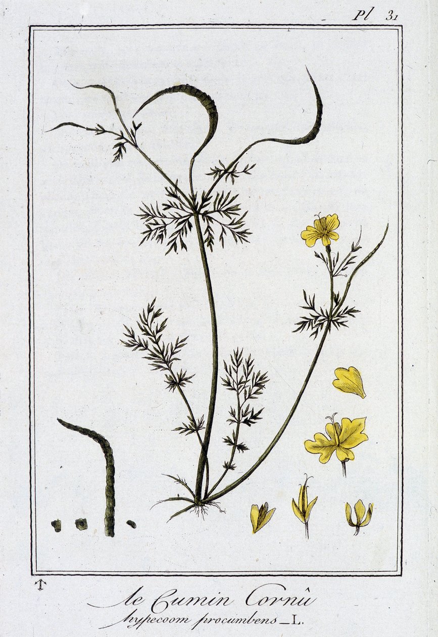 De gehoornde komijn (Hypecoom procumbens) - in 