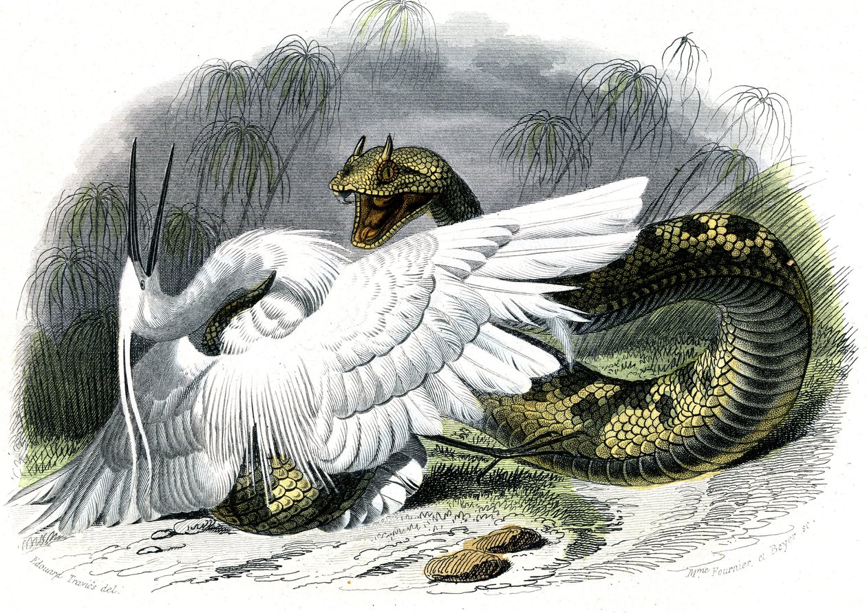 Le ceraste (Vipera cerastes) - Plaat uit Natuurlijke Geschiedenis door Bernard Germain de Lacepede (1856-1925), editie P.Furme, Parijs door Unknown artist