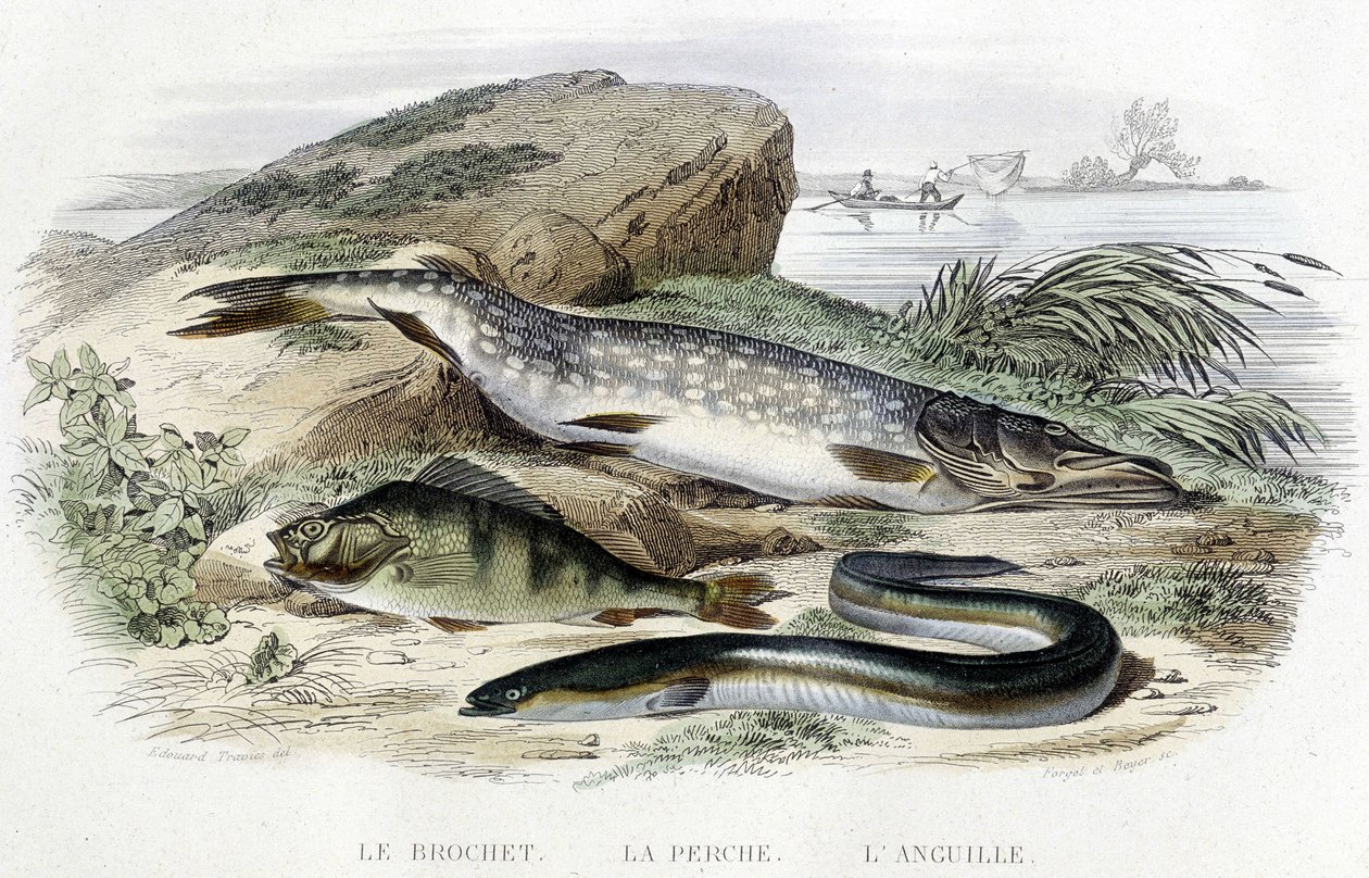 De snoek, de baars en de paling - in 