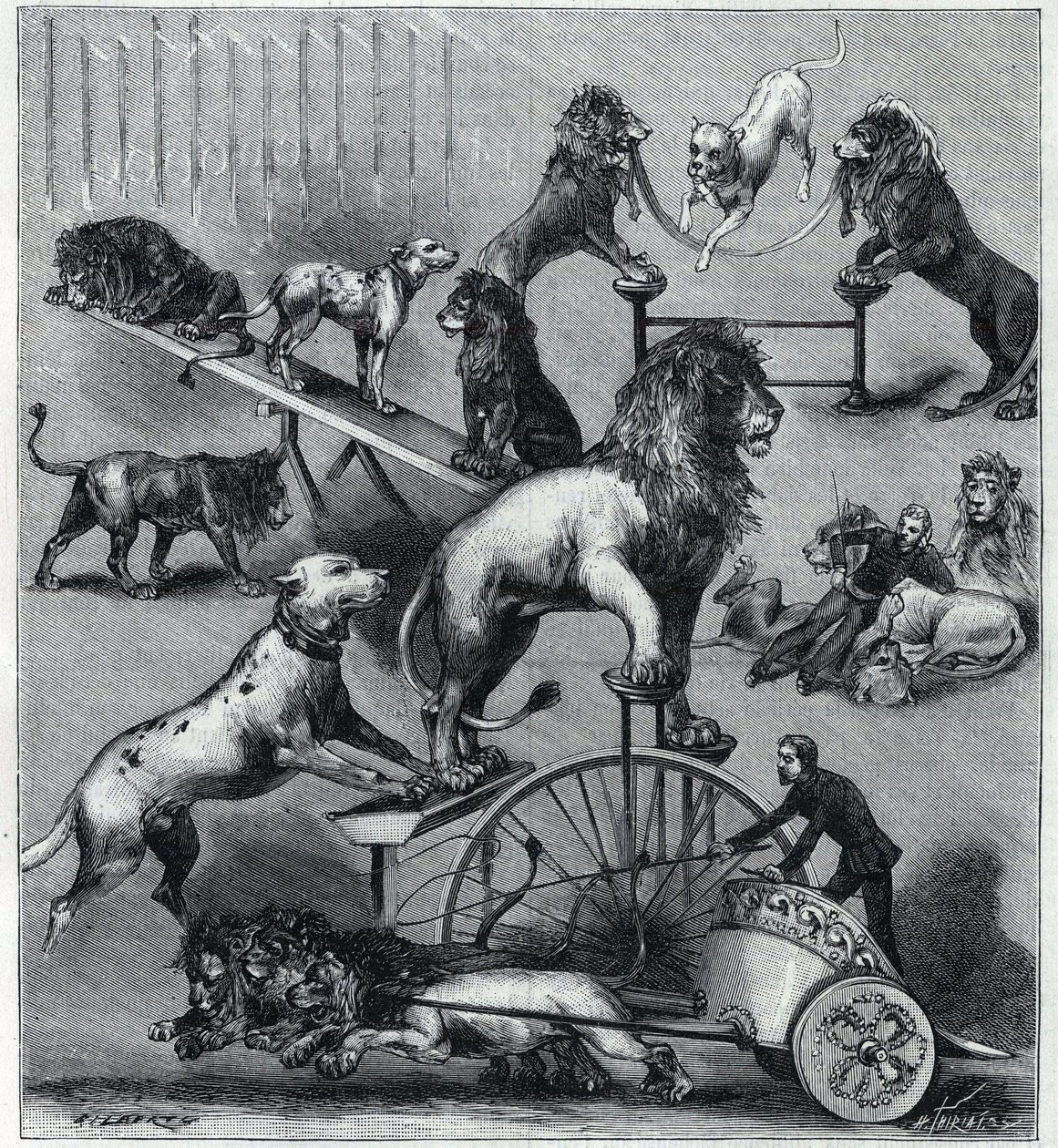 De leeuwen van het Nouveau Cirque in Parijs: verschillende trucs van een acrobatennummer met leeuwen, temmers en honden. Gravure in 