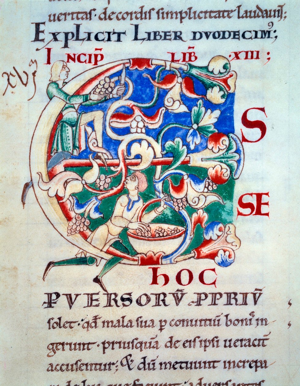 Lettrine C; een wijnstok begin 12e eeuw. Miniatuur uit de middeleeuwen. Manuscript Moralia in Job van de abdij van Citeaux voor paus Gregorius I door Unknown artist