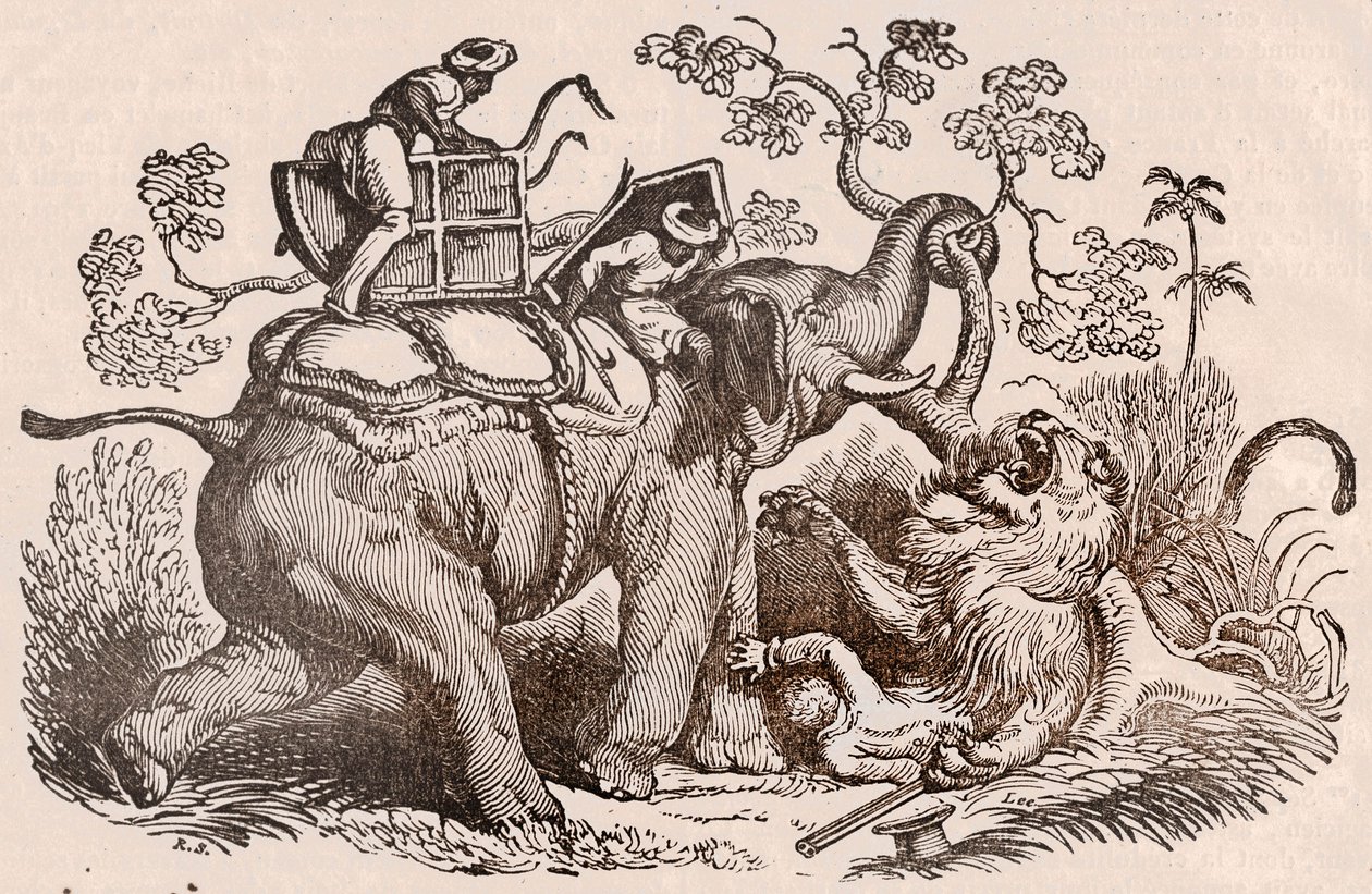 Leeuwenjachtscène: de jager, graf van de olifant, is nu in de klauwen van de leeuw (gravure) door Unknown artist