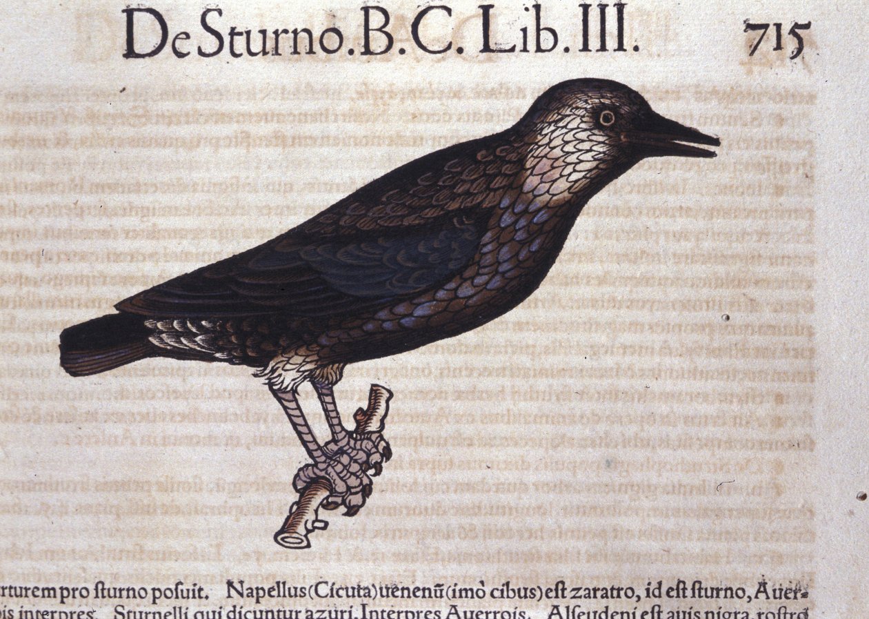 De spreeuw in Historia Animalium van Conrad Gesner (1516 - 1565), Tiguri door Unknown artist
