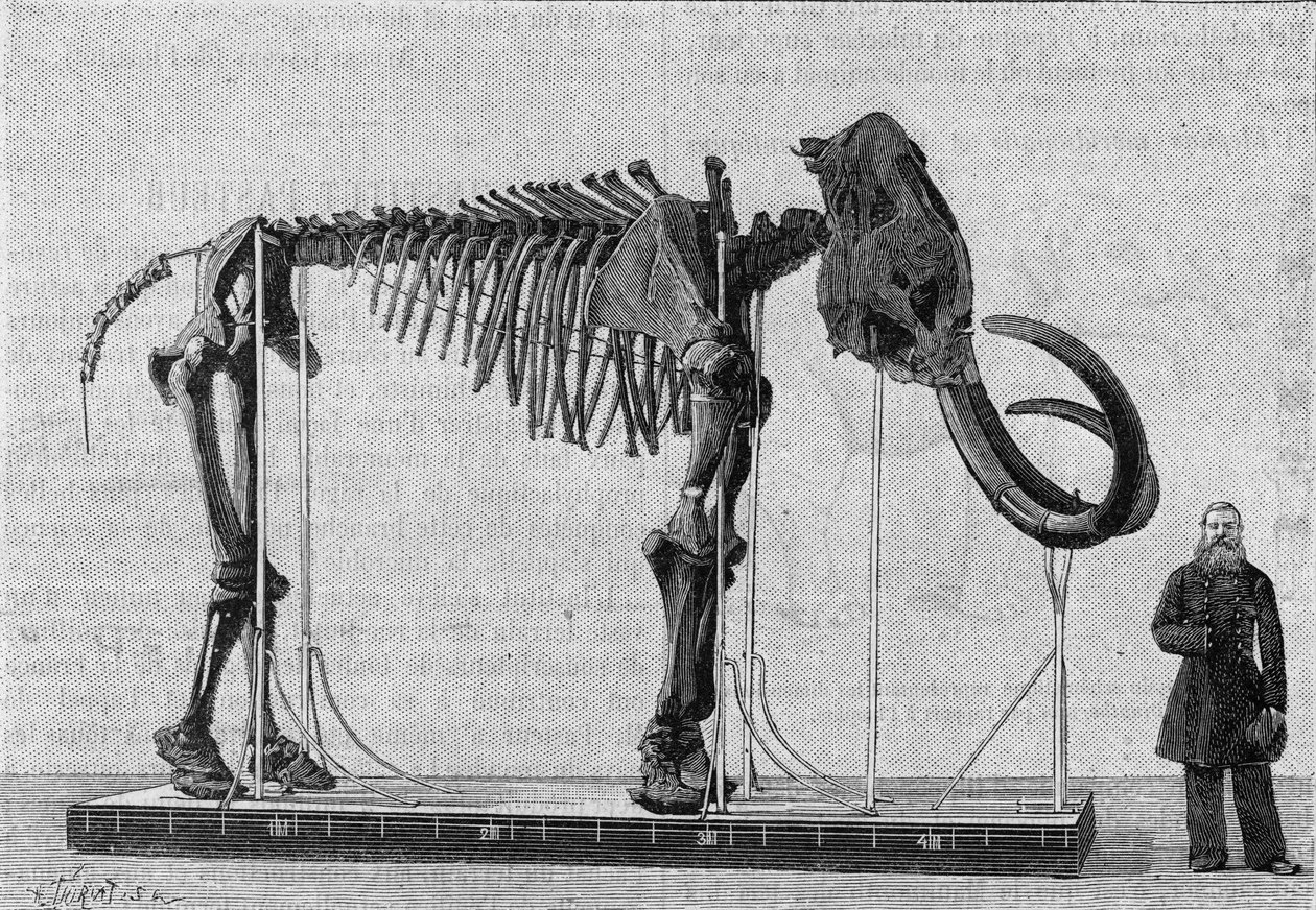 Mammoetskelet (elephas primigenius) ontdekt aan de oevers van de IJszee bij de monding van de Lena-rivier en in 1806 gerapporteerd aan het Museum van de Academie van Wetenschappen van Sint-Petersburg door de heer Adams. (Van een foto). Gravure. door Unknown artist