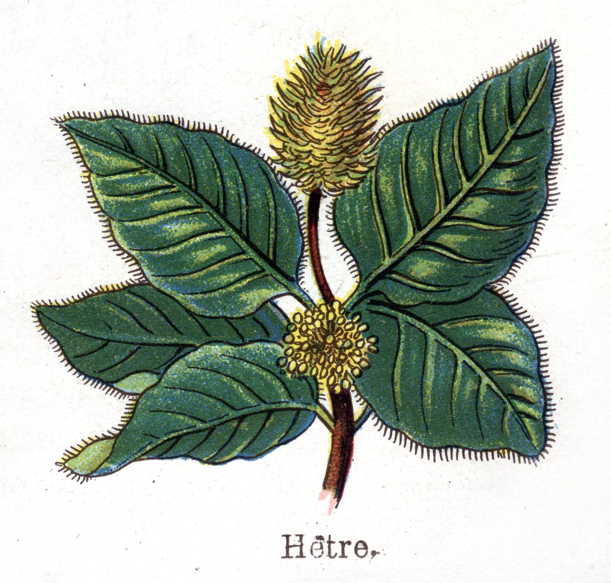 Medicinale en voedsel botanische planten: beuk. Gravure in 
