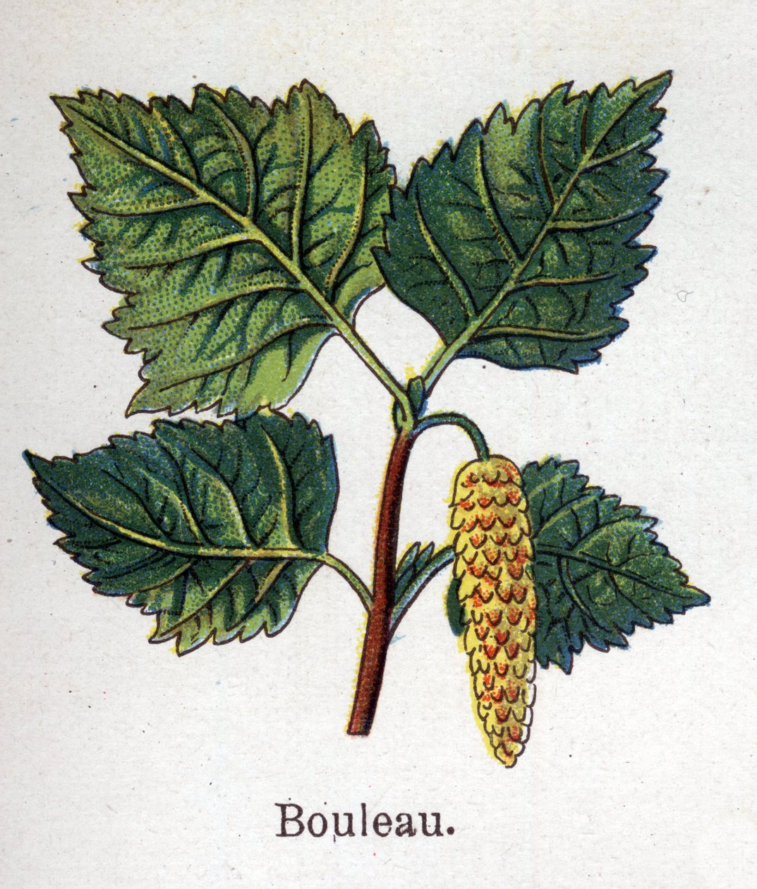 Medicinale en voedselbotanische planten: berk. Gravure in 