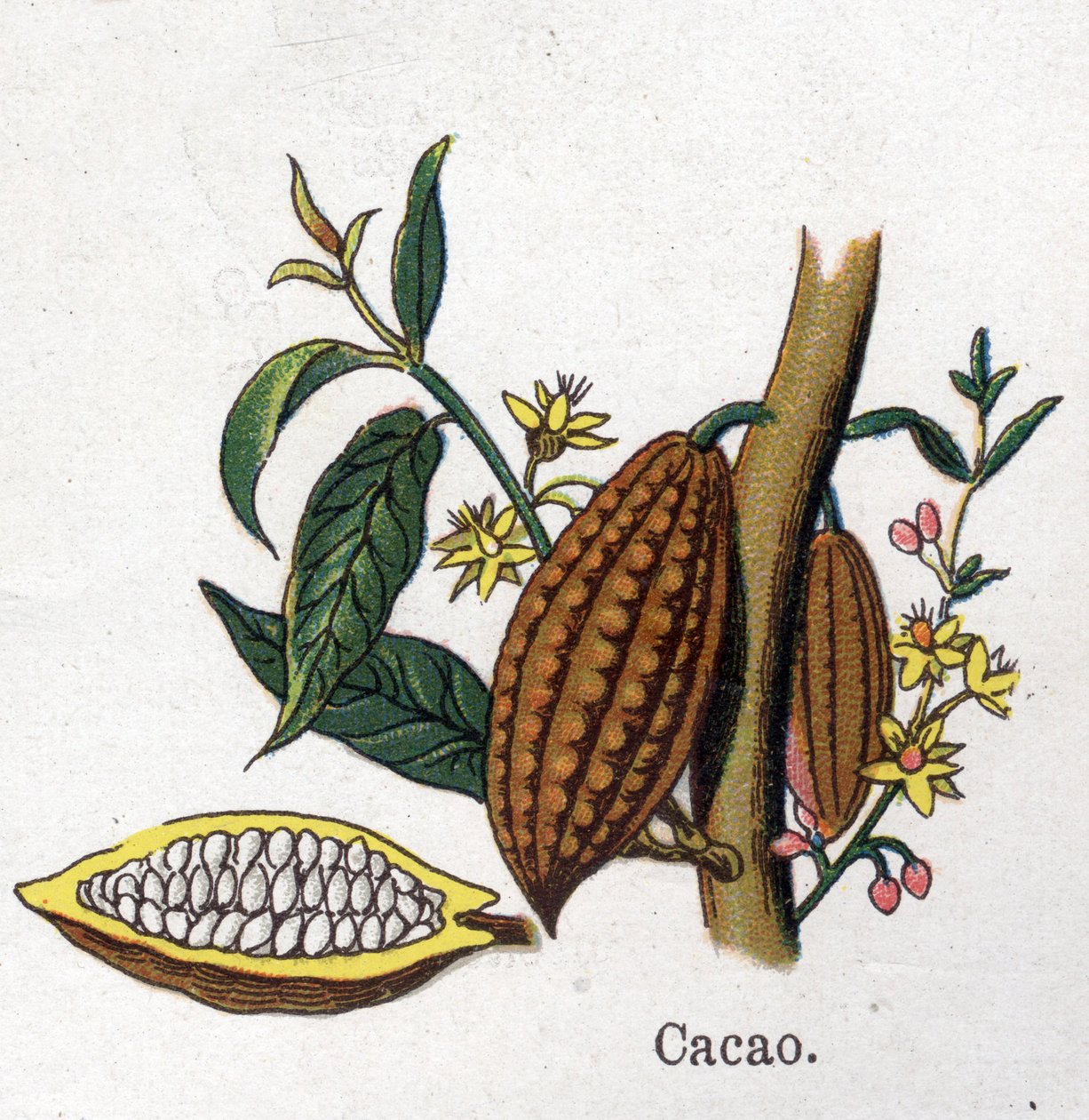 Medicinale en voedsel botanische planten: cacao. Gravure in "La medication naturelle", door Friedrich Eduard Bilz (1842-1922) door Unknown artist