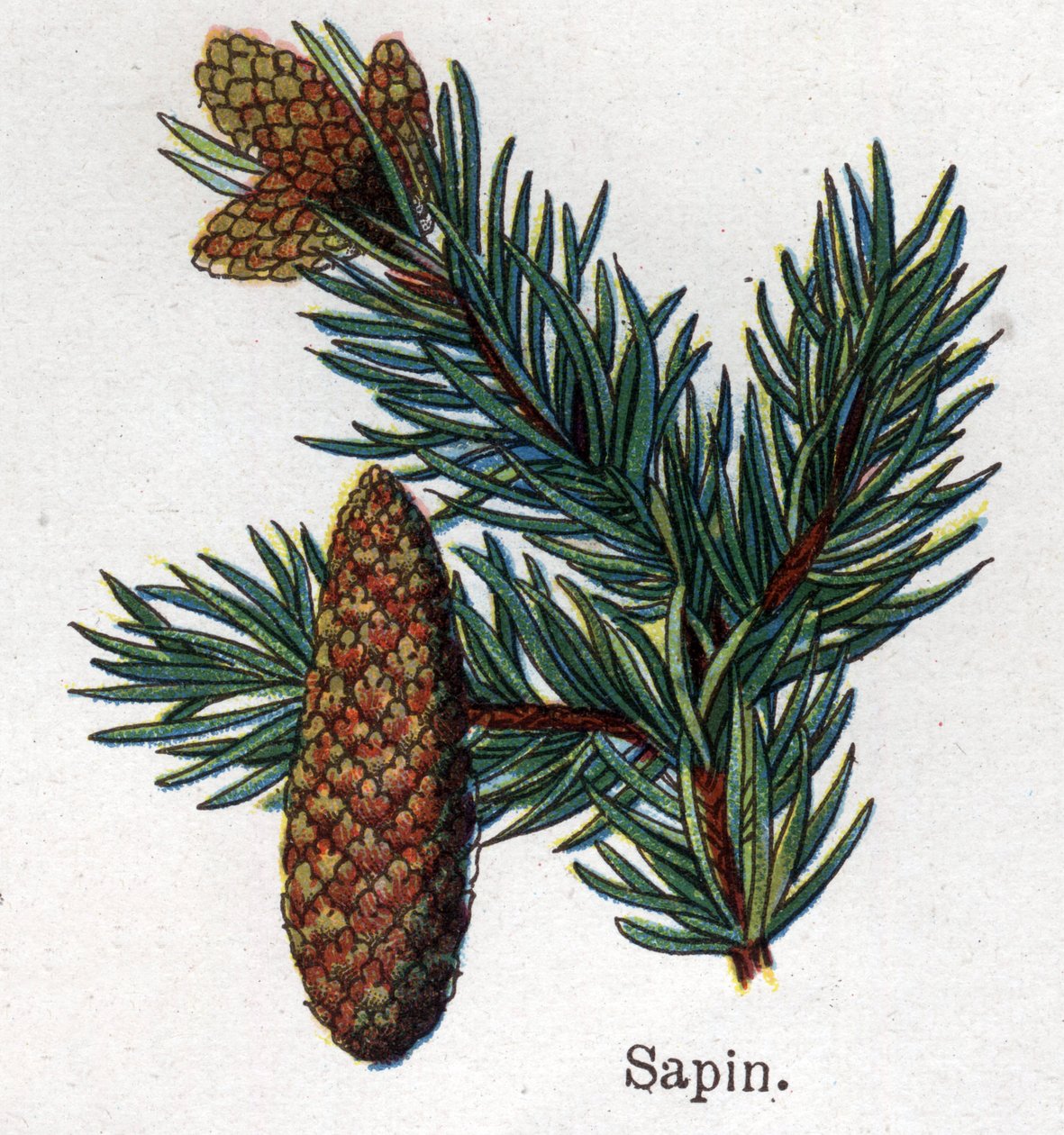 Medicinale en voedsel botanische planten: spar. Gravure in 