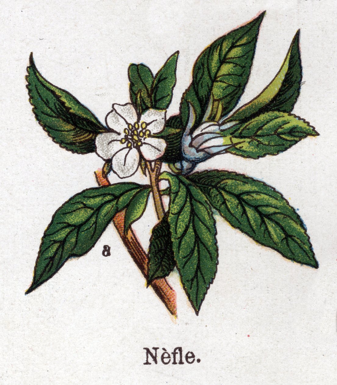 Medicinale en voedsel botanische planten: mispel. Gravure in 