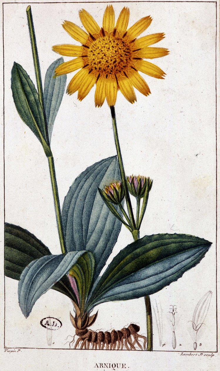 Geneeskrachtige plant: Arnic (of arnica) - botanische plaat, eind 19e eeuw door Unknown artist