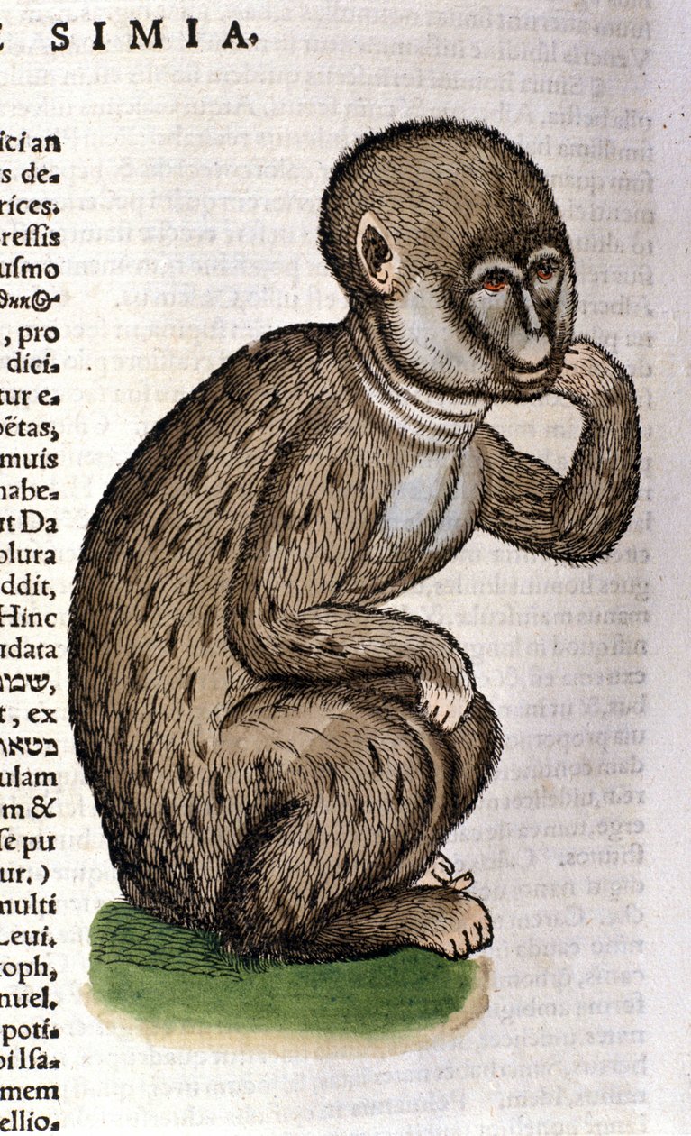 Aap na de Historia Animalium door Conrad Gesner, Tiguri 1560. Biblioteca nazionale Braidense. Milaan door Unknown artist