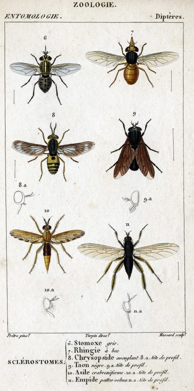 Natuurhistorische plaat. Entomologie. Familie van dipteren. Sclerostomen: 6. Grijze stomox; 7. Bekrande rhingia; 8. Verblindende Chrysopside; 8a. profiel hoofd; 9. Taon negre; 9a. hoofd van profiel; 10. Crabroniforme asiel; 10a. hoofd van profiel; 11. Embo door Unknown artist