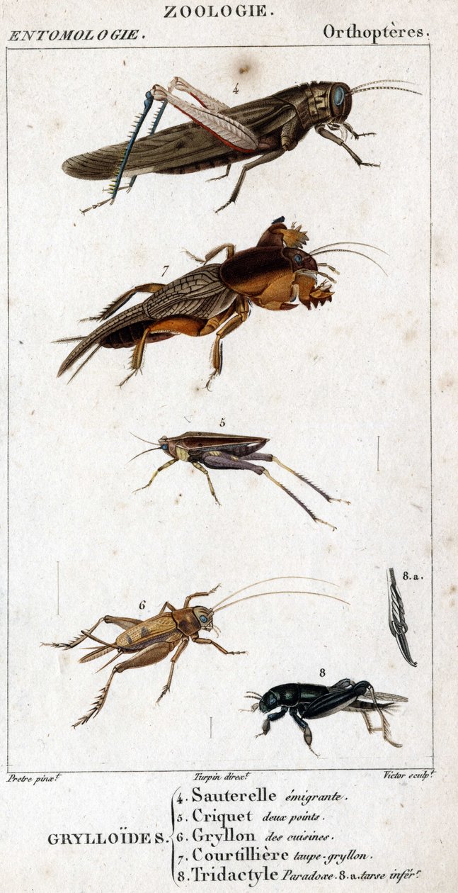 Natuurhistorische plaat. Entomologie. Familie van orthopteren. Grylloides: 4. Emigrerende sprinkhaan; 5. Sprinkhaan twee punten; 6. Gryllon uit de keukens; 7. Gryllon mol bouillon; 8. Tridactyl paradox; 8a. inferieure tarsus door Unknown artist