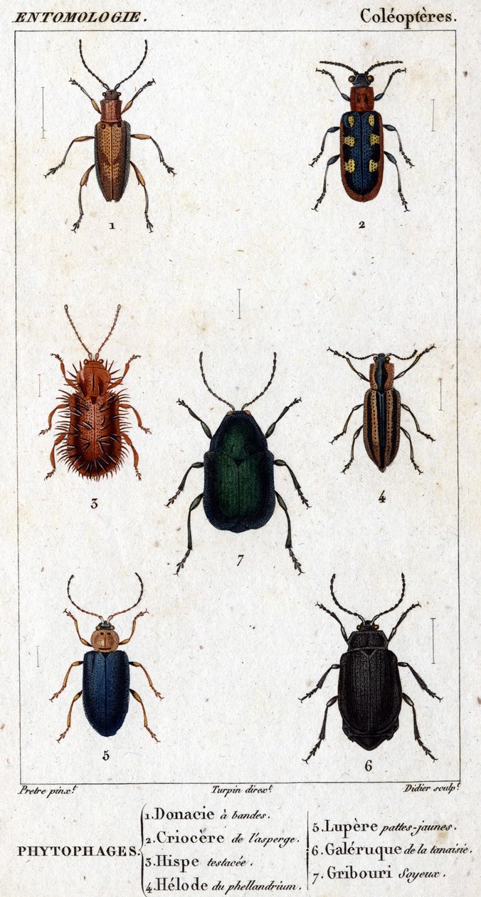 Natuurhistorische plaat. Entomologie. Familie van de kevers. Phytophages: 1. Banded donacia; 2.Asparagus criocere; 3. Hisp getest; 4. Phellandrium helode; 5. Lupere gele poten; 6. Tansy galerij; 7. Zijdeachtige krabbel. door Unknown artist