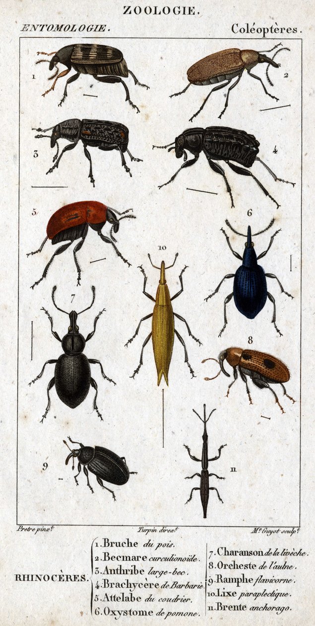 Natuurhistorische plaat. Entomologie. Familie van de kevers. Neushoorn: 1. Erwtenboorder; 2. Beemare curculionoid; 3. Anthribe grote snavel; 4. Stekelige Brachycere; 5. Attelabra van de hazelaar; 6. Pomone oxystoma; 7. Liveche charanson; 8. Els orchest; 9. door Unknown artist