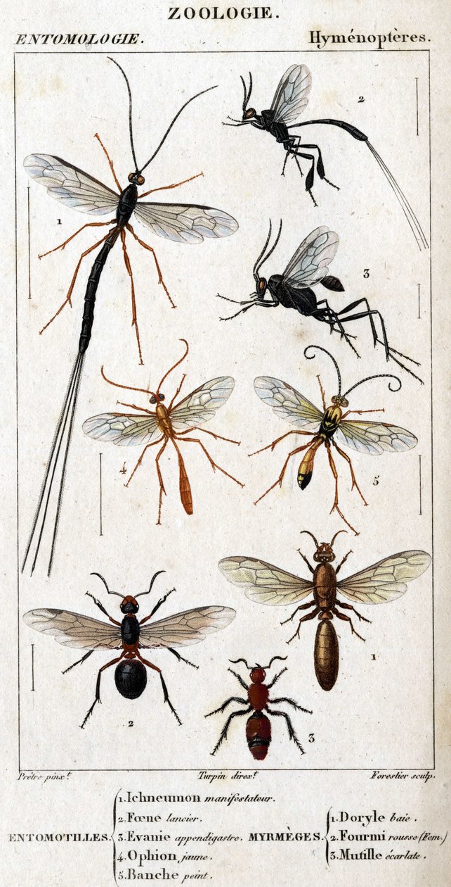Natuurhistorische plaat. Entomologie. Hymenoptera familie. door Unknown artist