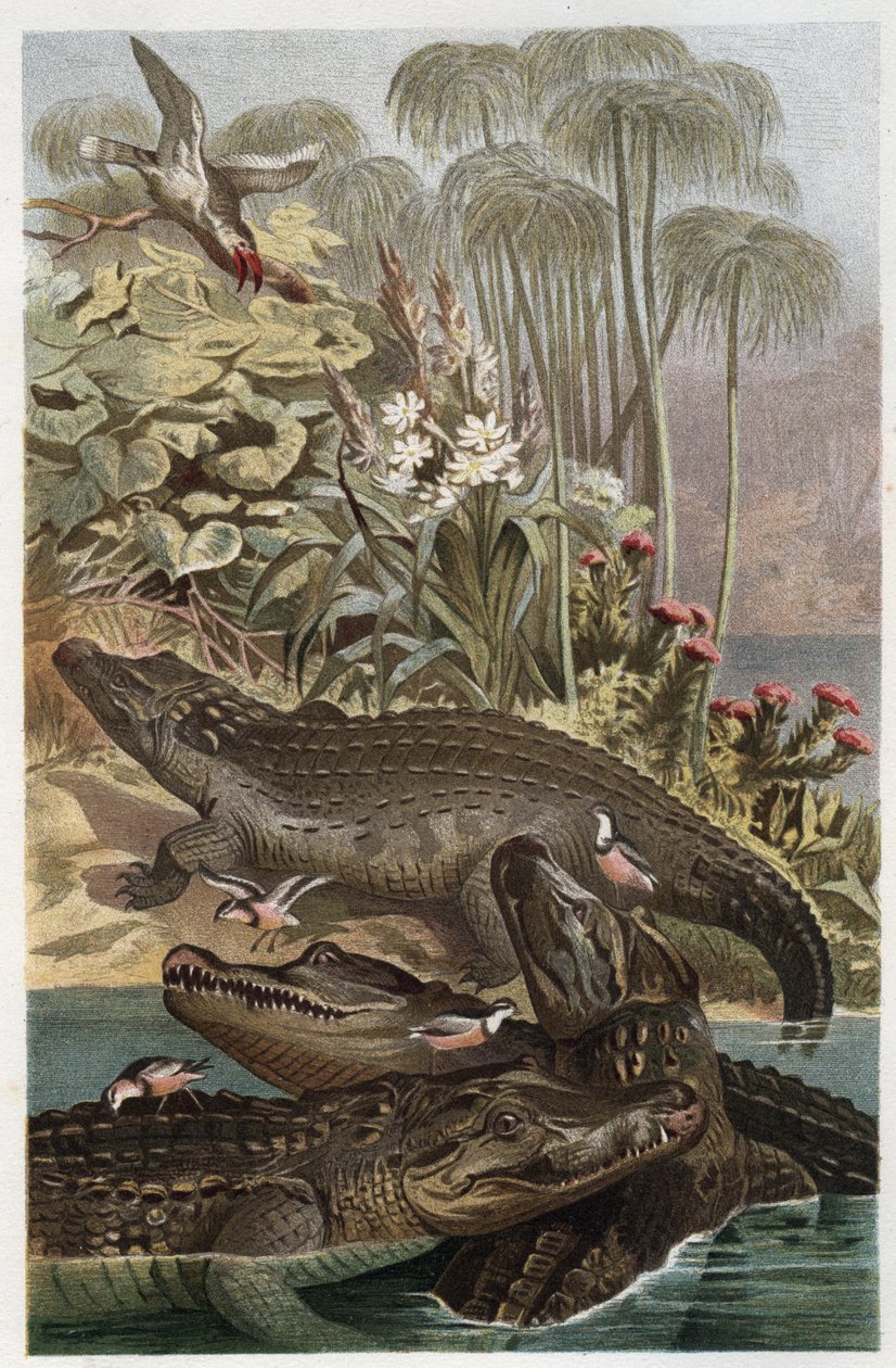 Nijlkrokodil (Crocodylus niloticus) - gravure uit 