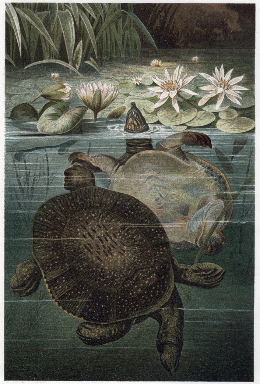 Nijlweekschildpad - De Afrikaanse weekschildpad of Nijlweekschildpad (Trionyx triunguis) - gravure uit 