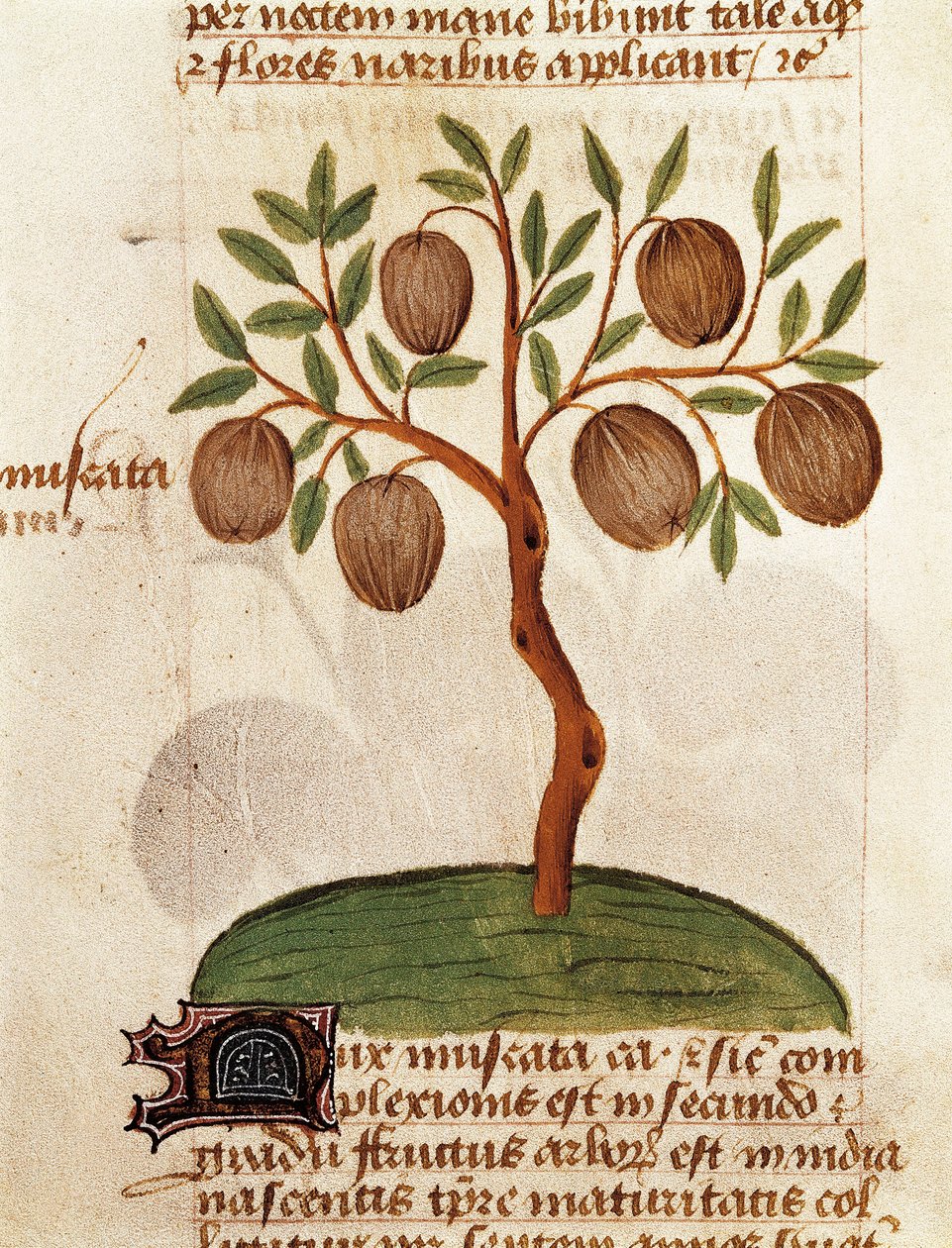 Nootmuskaat, beschrijving van geneeskrachtige planten en hoe ze te bereiden. Pagina uit het manuscript 