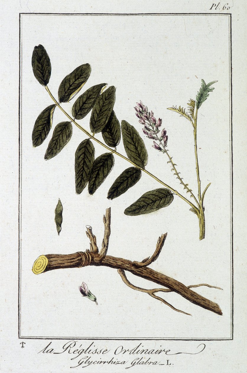 Gewone zoethout (Glycyrrhiza glabra) - in 