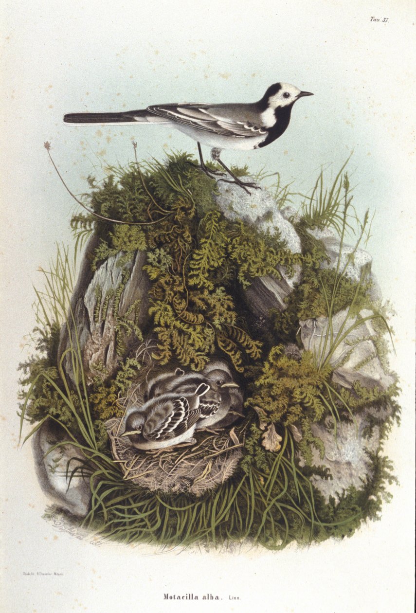 Ornithologie: een grijze bergeronnet (motacilla alba) bij het nest van zijn jongen. 19e-eeuwse zoölogische plaat door Unknown artist