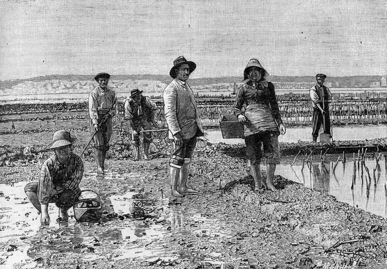 Oesterkweek - de teelt van oesters in het bassin van Arcachon (1894): oesterparken (van een foto). Gravure in 